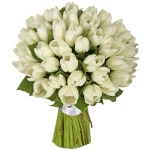 Тюльпан белый